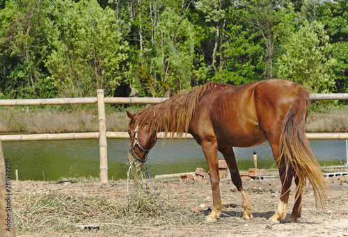Skinny brown and white horse is standing outdoor in the stall eating and grazing dry hay stack and grasses under the sunlight nearby bamboo fence along the river and forest in summer