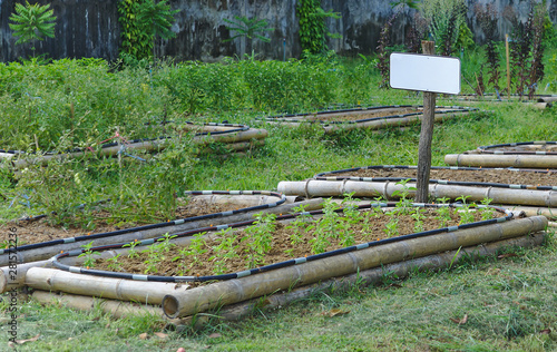 White blank sign attached on wooden post for copy space is placed middle of green vegetables garden with plants growing up in many small bamboo trays outdoor in the backyard