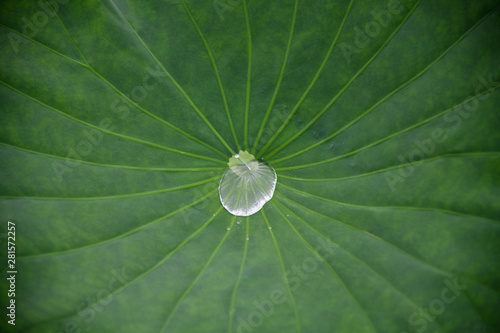 Water droplets on green lotus leaf. Lotus leaf texture and background.