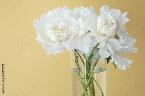 White fluffy peonies flowers in vase on yellow background © Milana