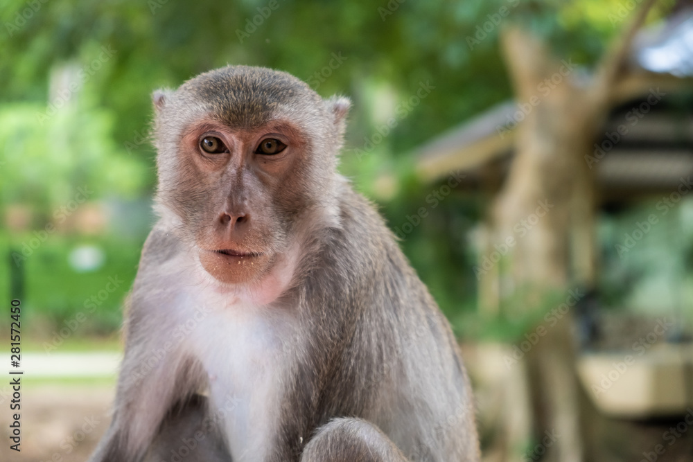 monkey. The concept of animals in the zoo. soft focus