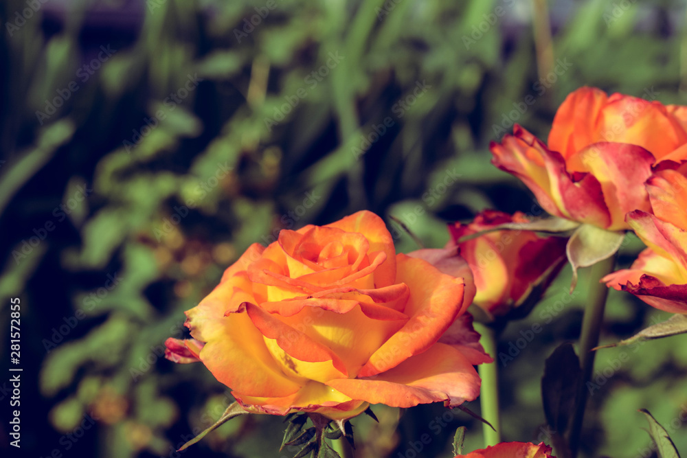 Blooming rose. The garden in which the rose grows Blooming rose. The garden in which the rose grows