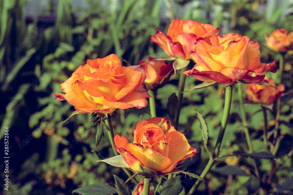 Blooming rose. The garden in which the rose grows Blooming rose. The garden in which the rose grows