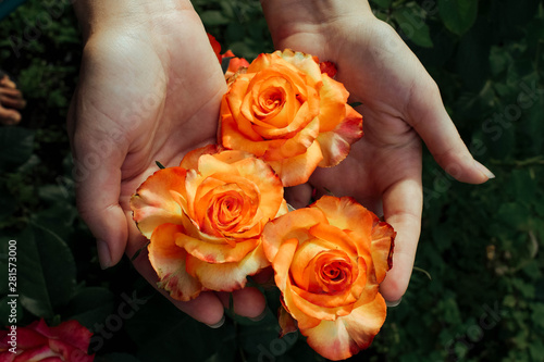 Female hands hold blooming roses. A garden in which a rose blooms