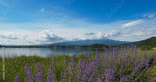 Mountain Fuji in Kawaguchiko Lake with lavender field