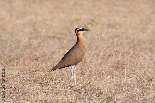 Indian Courser, Cursorius coromandelicus, wildlife of Saswad, Maharashtra photo