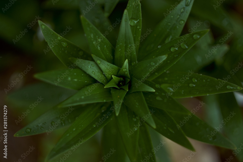 lily with drops of water, top view in early spring without flowers lily with drops of water, top view in early spring without flowers