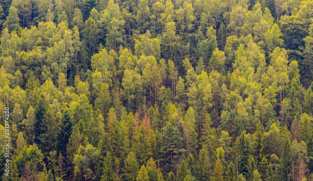 Texture of deciduous and coniferous trees in early autumn. Trees in forest, top view_ Texture of deciduous and coniferous trees in early autumn. Trees in forest, top view_