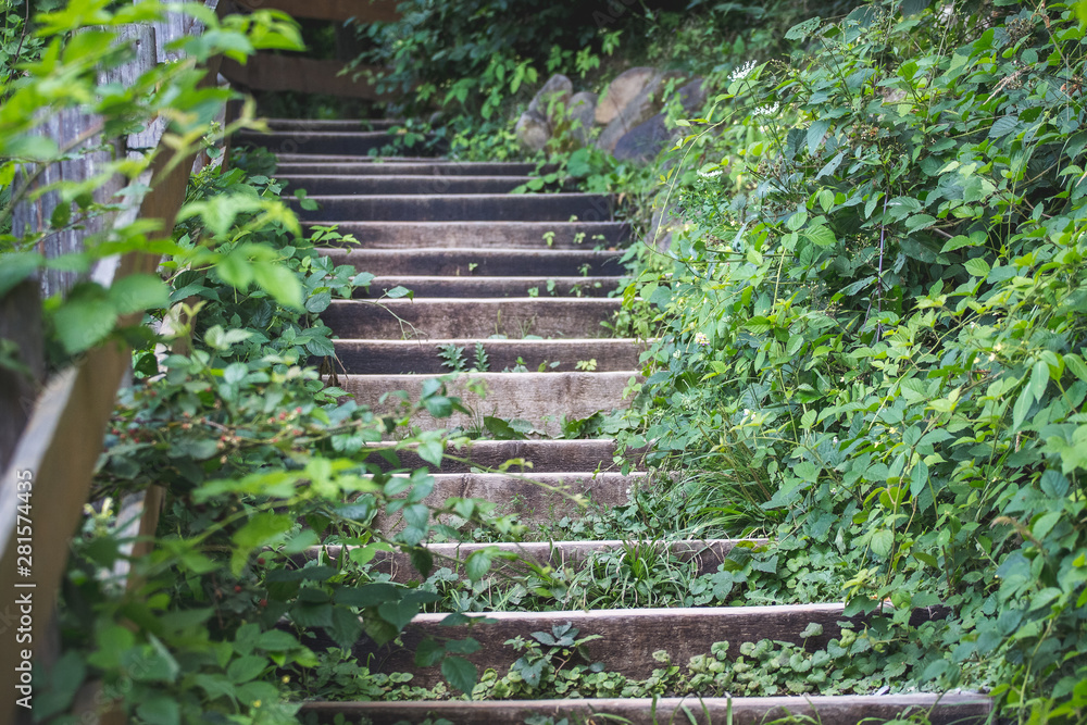 Old wooden stairs among green vegetation in park_ Old wooden stairs among green vegetation in park_