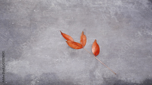 red leaf on concrete wall background