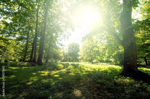 Green summer forest with bright sunlight © VERSUSstudio