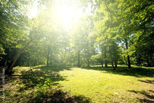 Green summer forest with bright sunlight