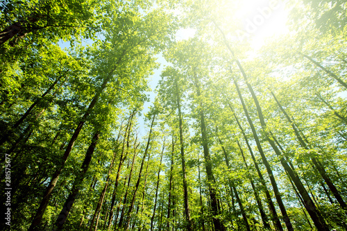 Fototapeta Naklejka Na Ścianę i Meble -  Green summer forest with bright sunlight