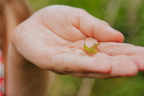  a small green grasshopper in a child's hand