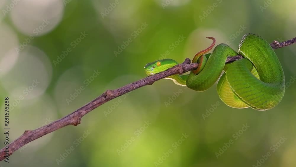 The White-lipped Pit Viper is a venomous pit viper endemic to Southeast Asia and is often found during the night waiting on a branch or limb of a tree near a body of water with plenty of food items. The White-lipped Pit Viper is a venomous pit viper endemic to Southeast Asia and is often found during the night waiting on a branch or limb of a tree near a body of water with plenty of food items.