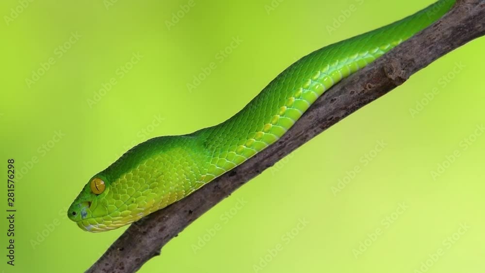 The White-lipped Pit Viper is a venomous pit viper endemic to Southeast Asia and is often found during the night waiting on a branch or limb of a tree near a body of water with plenty of food items. The White-lipped Pit Viper is a venomous pit viper endemic to Southeast Asia and is often found during the night waiting on a branch or limb of a tree near a body of water with plenty of food items.