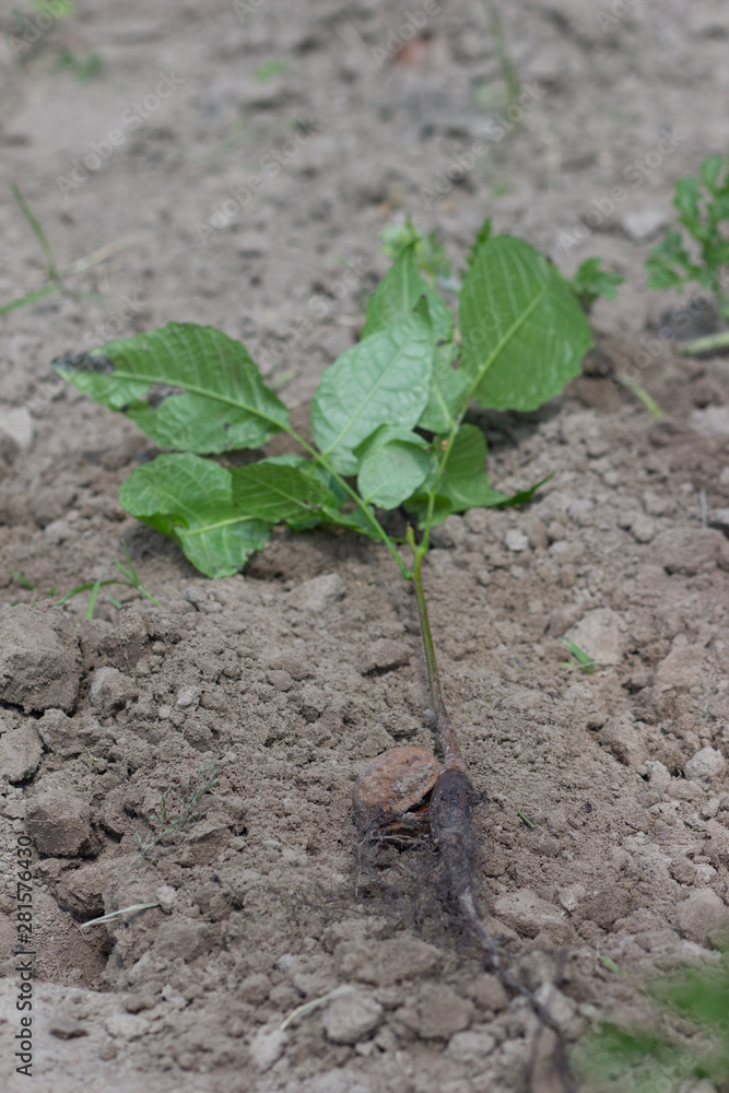 Sprout of a young walnut, on ground background Sprout of a young walnut, on ground background