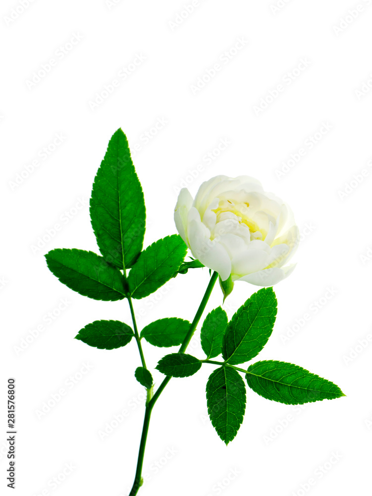 Obraz premium Close up mini white Fairy Rose flower.