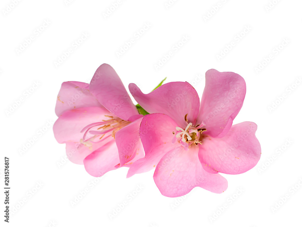Close up Pink Dombeya flower on white background.