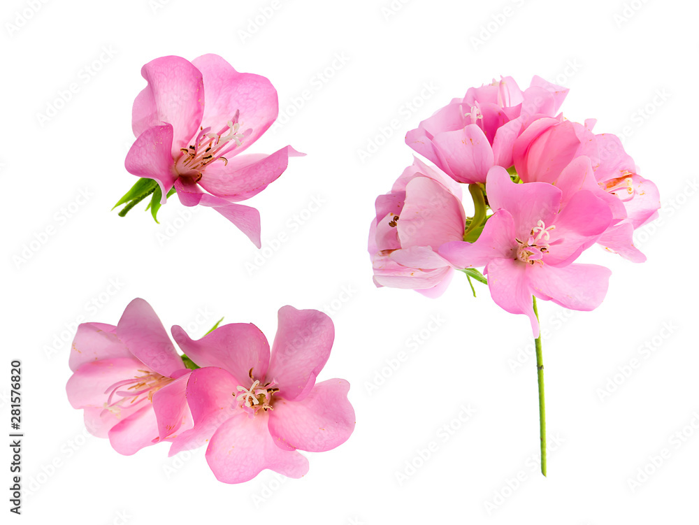 Obraz premium Close up Pink Dombeya flower on white background.