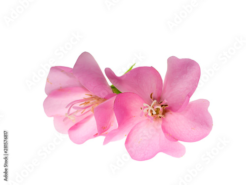 Close up Pink Dombeya flower on white background.