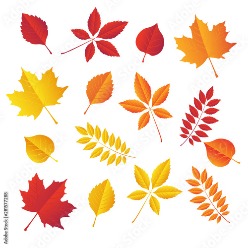 autumn leaves set, isolated on white background. simple cartoon flat style Vector illustration