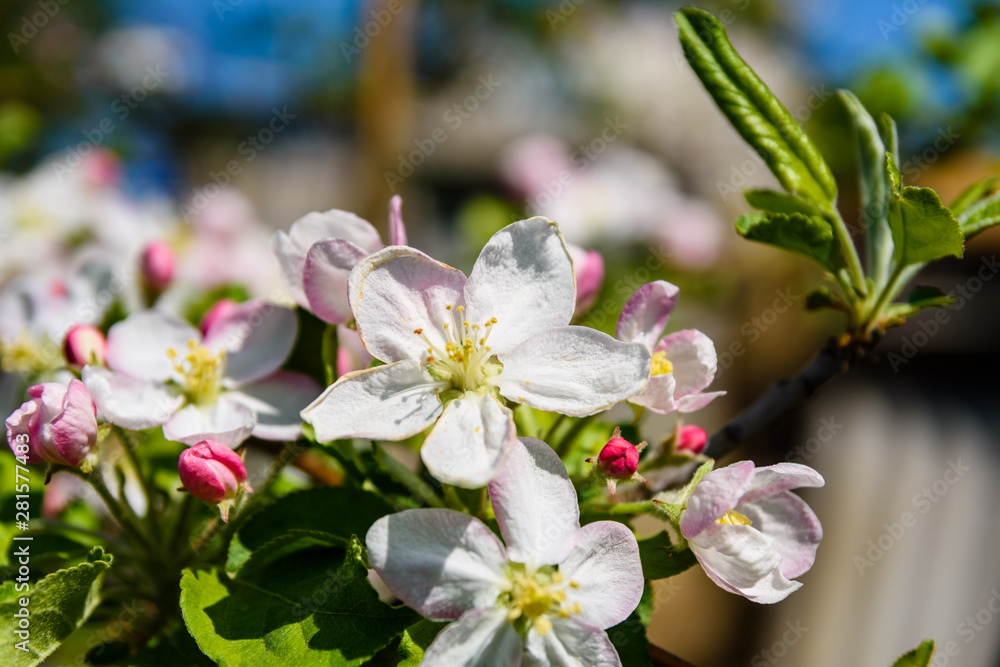 Blossoming branches of the apple tree on spring Blossoming branches of the apple tree on spring