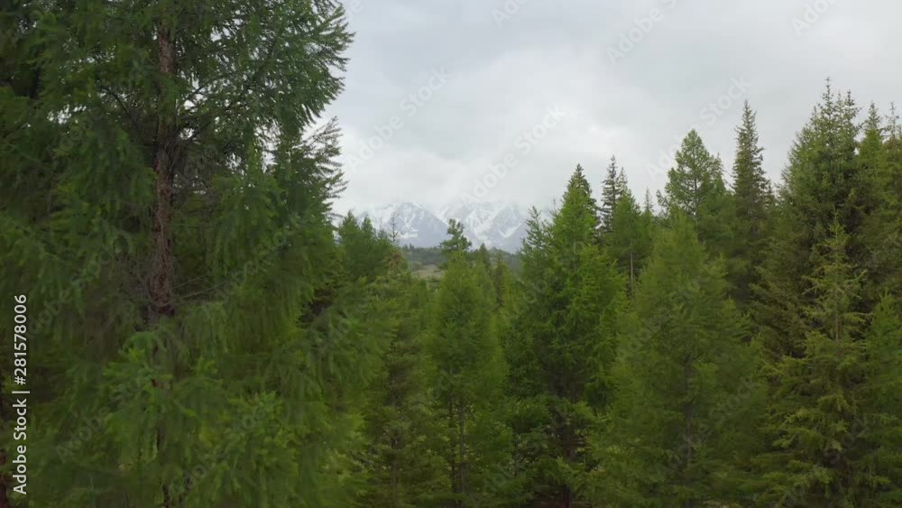 moving forward to pine woods forest and mountain valley with sun flare in summer day. Alps outdoor green nature scape mountains wild aerial establisher.4k drone flight establishing shot moving forward to pine woods forest and mountain valley with sun flare in summer day. Alps outdoor green nature scape mountains wild aerial establisher.4k drone flight establishing shot