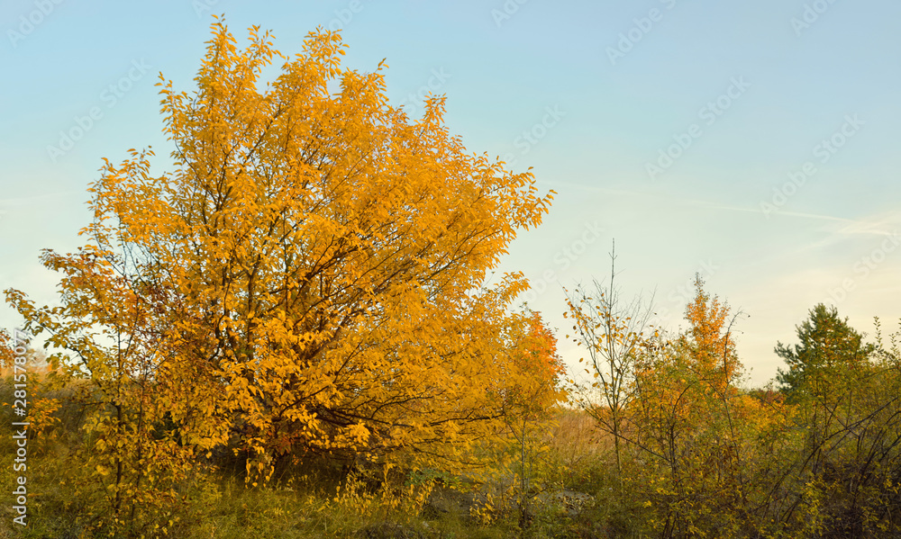 Leaf-bearing tree yellowed in fall season. Autumn background.