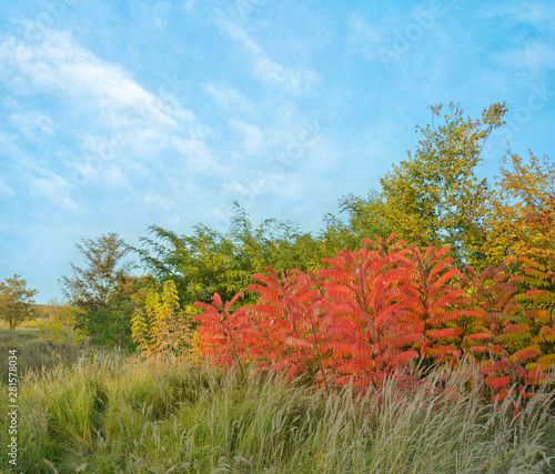 Red foliage of the staghorn sumac tree (Rhus typhina) in fall season. Autumn background.