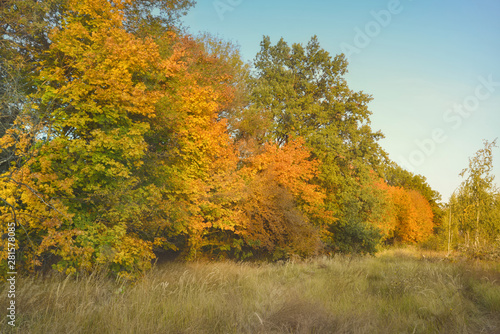 Yellowed trees of deciduous grove in fall season. Autumn background.