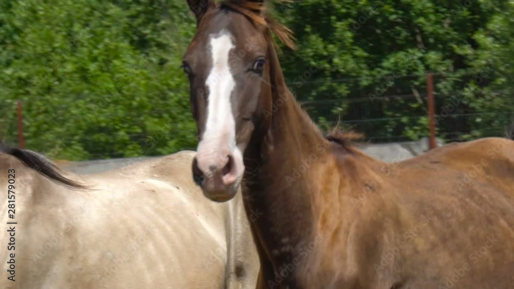Beautiful young horses running closeup Beautiful young horses running closeup