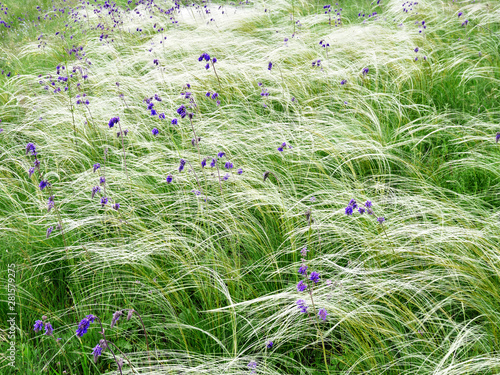 Amazing summer steppe landscape. White grass and purple flowers 