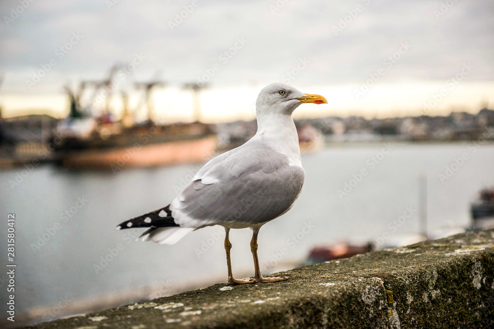 seagull on beach