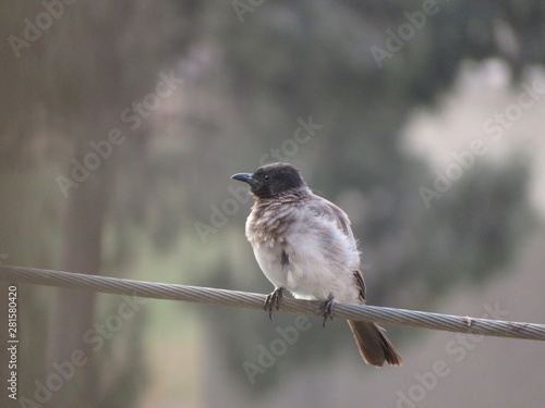 A bird stands on the power cord