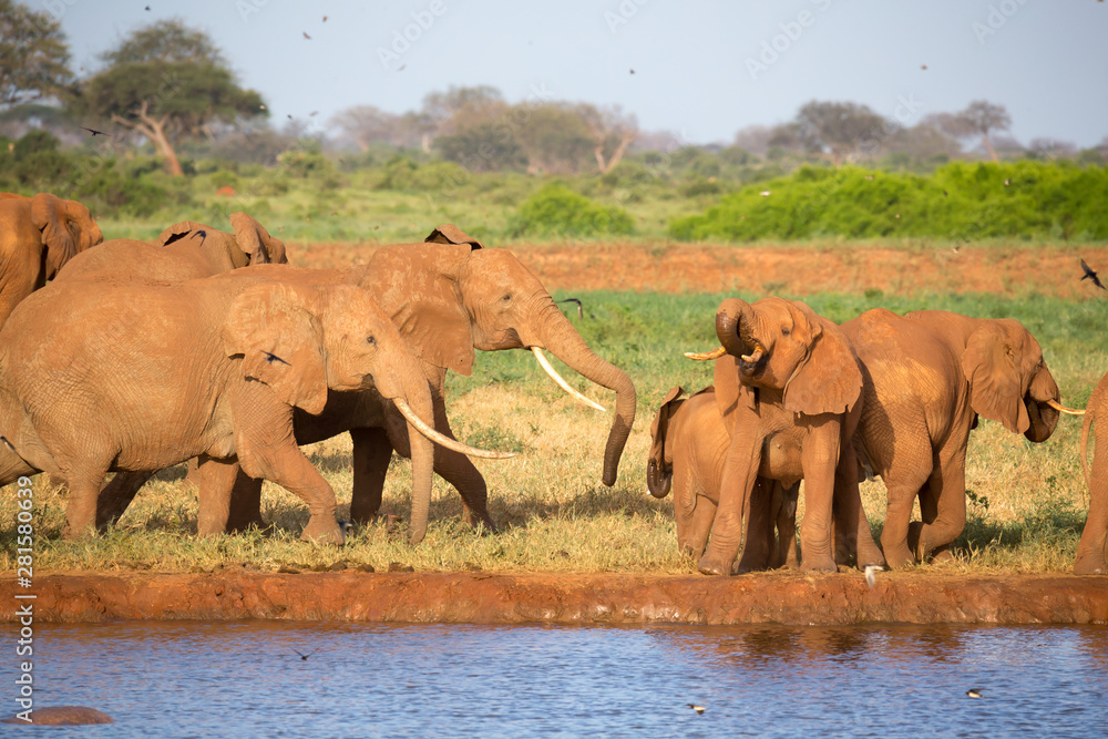 Fototapeta premium A family of red elephants at a water hole in the middle of the savannah
