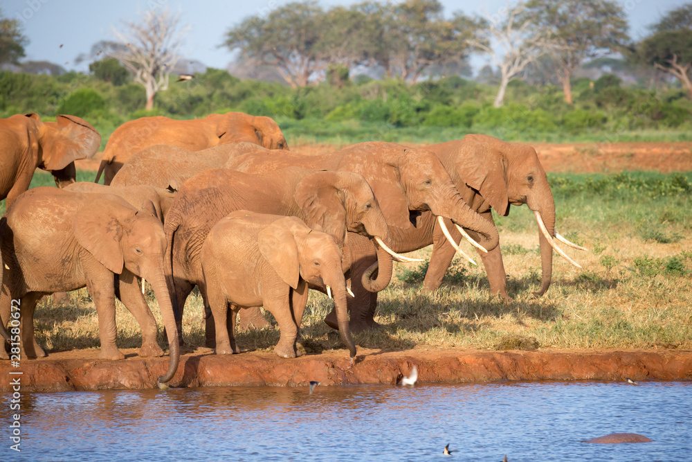 Obraz premium A family of red elephants at a water hole in the middle of the savannah