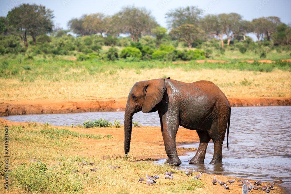 Fototapeta premium A family of red elephants at a water hole in the middle of the savannah