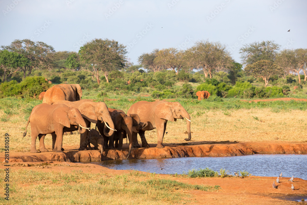 Obraz premium A family of red elephants at a water hole in the middle of the savannah