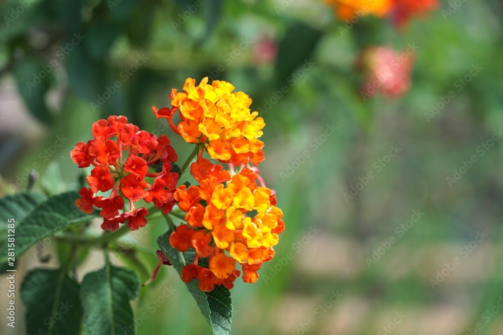 Lantana camara flower in nature garden Lantana camara flower in nature garden