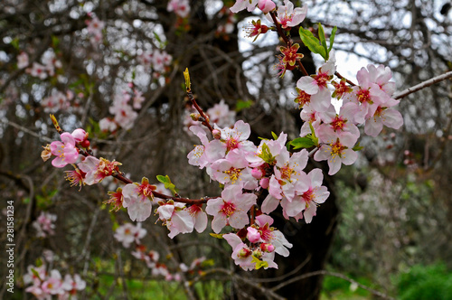 Close up of flowering Almond Blossom in a Cyprus orchard