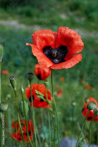 A flower of a red opened poppy against a background of green grass and unbroken buds.