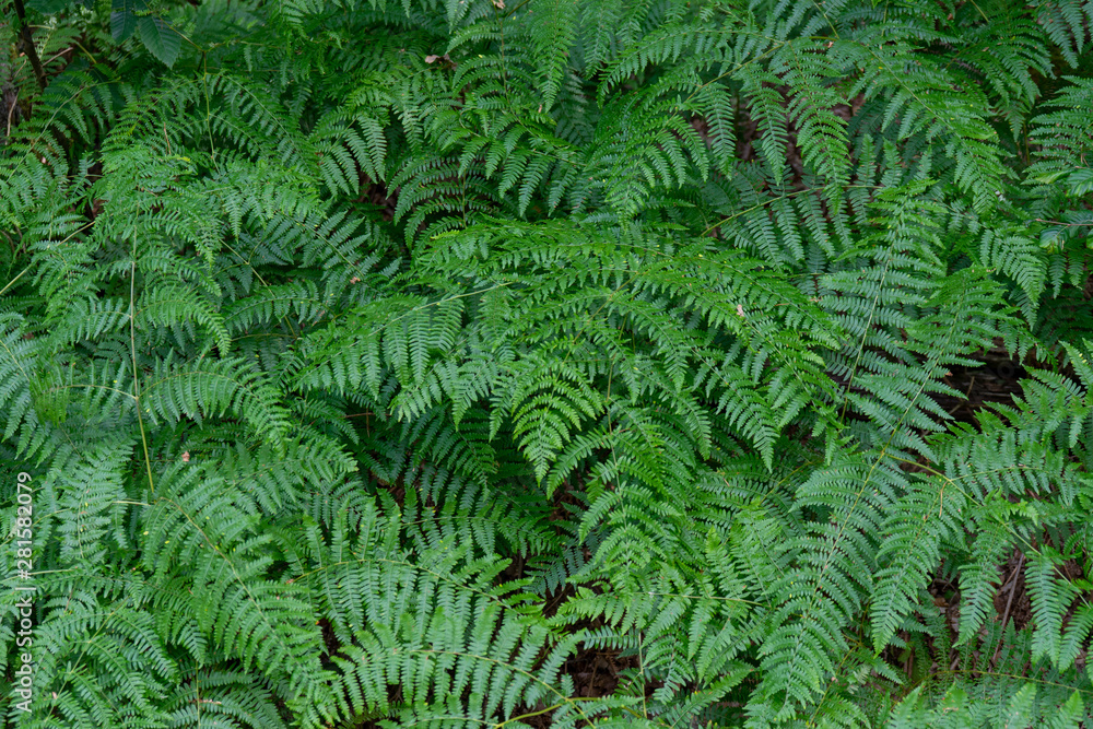 Fern over forest ground in closeup