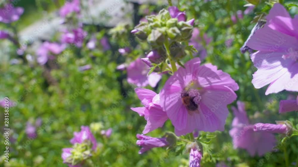 Bumble bee collect nectar and fly away when done. Slow motion close up shot. Bumble bee collect nectar and fly away when done. Slow motion close up shot.