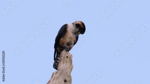 The Black-thighed Falconet is one of the smallest birds of prey found in the forests in some countries in Asia; feeding on insects, small birds, lizards and other small animals. photo