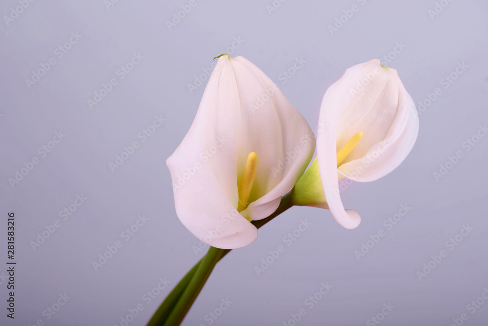 Beautiful flowers - calla on a gray background. Place for inscription. Postcard. Beautiful flowers - calla on a gray background. Place for inscription. Postcard.