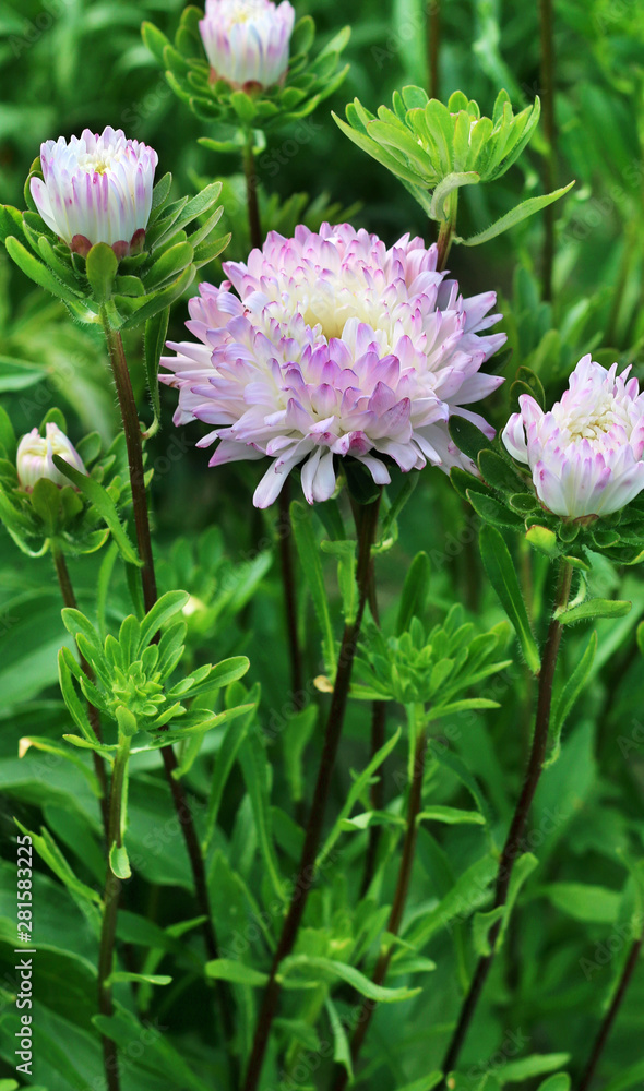 Fototapeta premium Aster flowers close-up view