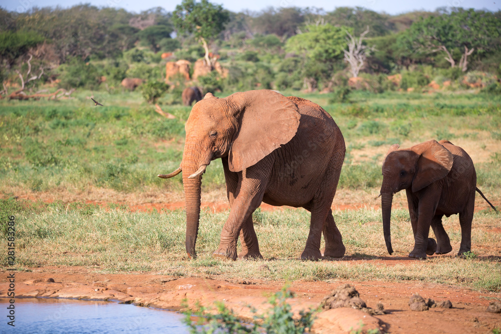 A family of red elephants at a water hole in the middle of the savannah