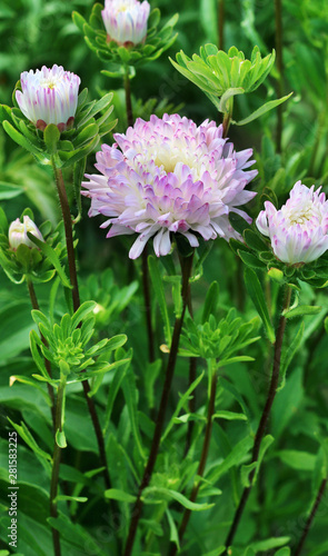 Aster flowers close-up view