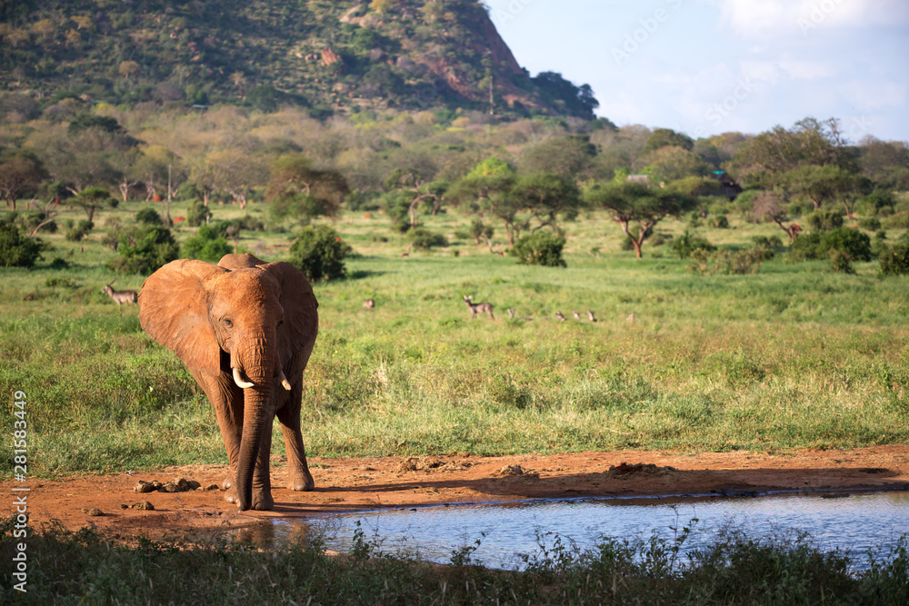 Fototapeta premium A family of red elephants at a water hole in the middle of the savannah